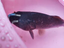 蜘蛛（datacolor）美國蜘蛛鈦合金超細偷驢競技狼牙魚(yú)鉤滑口黑坑鯉魚(yú)鯽魚(yú)回鍋魚(yú)專(zhuān)用 超細偷驢競技狼牙黑色30枚 4號 曬單實(shí)拍圖