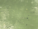佳釣?zāi)幔↗IADIAONI）伏魔鰱擊橙小白釣鰱鳙專用魚竿手桿超輕超硬輕量大物釣魚竿碳素竿 6.3m 鰱擊橙小白【送大物桿梢】 硬挺腰力 曬單實(shí)拍圖