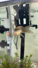 德系瑪雅蝴蝶鯉大酋長(cháng)冷淡水觀(guān)賞魚(yú)易養耐寒長(cháng)尾球體錦鯉鬼面彩蝶 德系瑪雅蝴蝶鯉3-5公分3條 曬單實(shí)拍圖