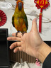 牡丹玄鳳鸚鵡腳環(huán)活扣開口不傷腳超輕定制刻字316不銹鋼腳環(huán)鳥環(huán) 6mm腳環(huán)（免費刻字） 曬單實拍圖