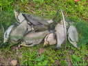 化氏小惠冬春釣鯽魚(yú)配方餌料化紹新魚(yú)拉餌鋼彈2號#腥香 小惠四季窩餌料套餐 曬單實(shí)拍圖