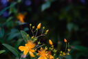 Zeiss蔡司（ZEISS）batis自動(dòng)對(duì)焦防抖/loxia手動(dòng)對(duì)焦全畫幅索E卡口廣角標(biāo)準(zhǔn)定焦視頻微單鏡頭 自動(dòng)對(duì)焦防抖Batis 85mm f1.8 曬單實(shí)拍圖