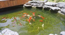 大拇指錦鯉專(zhuān)用飼料魚(yú)食魚(yú)糧通用 大包裝金魚(yú)料顆粒飼料觀(guān)賞魚(yú)糧高蛋白 5斤【上浮/育成】約6mm 曬單實(shí)拍圖