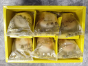 南普陀素餅 廈門(mén)特產(chǎn)伴手禮  綠豆餡 紅豆餡 椰子餅 南瓜餡 糕點(diǎn) 綠豆餡2盒共480g 曬單實(shí)拍圖