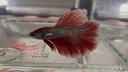 月光水母迷你魚(yú)缸溫度計海水淡水族箱潛水溫度計魚(yú)缸玻璃精準吸盤(pán)溫度計 曬單實(shí)拍圖