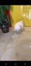 井莎 薩摩耶幼犬薩摩犬寵物狗狗活體小狗幼崽雪橇犬狗活物 血統(tǒng)級 公 曬單實拍圖