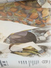 康頌（CANSON） 創(chuàng)意本素描速寫本馬克筆本150g插畫手繪本細(xì)紋木漿紙動漫畫本服裝建筑設(shè)計(jì)本彩鉛炭筆畫本 A3 250g 12張 曬單實(shí)拍圖