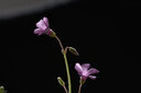 騰龍 Tamron 90mm F2.8 VC 微距二手鏡頭 靜物花草 定焦大光圈人像鏡頭 騰龍90mm F2.8 VC USD F004二代 【95新】尼康F口 曬單實(shí)拍圖