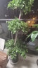 嘆為觀止 大綠植幸福樹金鉆巴西鐵盆景綠植盆栽辦公室室內(nèi)大型綠植 搖錢樹1.5米-1.7米 含盆 曬單實(shí)拍圖