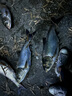 天元 武漢競(jìng)技魚(yú)護(hù)涂膠防掛速干不銹鋼尼龍黑坑裝魚(yú)袋魚(yú)護(hù)網(wǎng)兜漁護(hù) 升級(jí)防掛魚(yú)護(hù)黃色45*2.8M收緊 曬單實(shí)拍圖