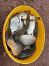 渤洋多功能不銹鋼炮臺支架桿魚竿支架釣魚支架地插萬向 藍(lán)色 2.1M（AX-04） 曬單實拍圖