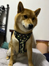 多尼斯印花系列狗狗牽引繩大中型犬栓遛狗繩狗鏈子胸背帶柯基邊牧泰迪 雛菊黑(單個胸背帶） L（推薦28-60斤） 曬單實(shí)拍圖