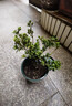 綠之妙正宗圓葉米葉黑珍珠羅漢松植物雀舌小米羅菊花心樹(shù)苗盆景盆栽花卉 正宗圓葉黑珍珠 中苗一盆 帶盆栽好 曬單實(shí)拍圖