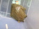 千島湖生態(tài)甲魚 水庫甲魚 母鱉食用水團(tuán)魚王八活體中華鱉 清水母鱉 鮮活 3-4齡600g鮮活母鱉 生態(tài)甲魚-鮮活到家 曬單實(shí)拍圖