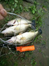 Daijia綁好鱸魚(yú)鉤海釣船釣拉流飄蝦漁具手綁子線鉤單鉤掛活蝦漁具配件 【手工精綁20號(hào)】10枚 其他 曬單實(shí)拍圖