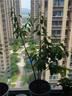 伊美花海冬紅果紅果冬青樹(shù)苗紅果冬青盆景北美冬青易活冬紅果相思豆 2年苗1雌1雄 不含盆 曬單實(shí)拍圖