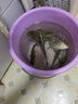天元 武漢天元?jiǎng)傊巯盗?小麥拉絲粉 粉末狀態(tài)添加劑魚餌 餌料 千川拉絲粉-瓶300g 曬單實(shí)拍圖