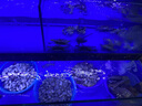 魚(yú)小森海鮮池商用制冷機一體超市飯店專(zhuān)用魚(yú)池海鮮魚(yú)缸海鮮缸貝類(lèi)池定制 1.0x0.95x1.65m 魚(yú)小森?P3 基礎款24h活氧循環(huán)過(guò)濾燈光系統 曬單實(shí)拍圖