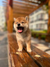 京狼圖騰【終身保犬瘟細小】純種日本柴犬幼犬雙血統活體家養寵物狗小型犬 血統級 3 赤柴/白柴/黑柴 曬單實(shí)拍圖