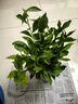 嫣藍(lán)茉莉花盆栽多色茉莉室內(nèi)客廳陽臺綠植四季濃香驅(qū)蚊帶花苞花卉盆栽 雙色茉莉 含盆 曬單實(shí)拍圖