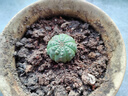 迎虞花苑奇異稀有多肉植物開(kāi)花可愛(ài)仙人球掌組合花卉小盆栽懶養(yǎng)不死辦公桌 布紋球2-2.5厘米塑料盆種好 曬單實(shí)拍圖
