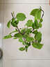 10年大苗木本植物木繡球花苗木本繡球花繡球花樹苗 麻葉繡球 庭院綠化苗木盆栽花苗 木繡球4年苗 曬單實(shí)拍圖