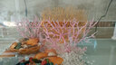 魚(yú)缸水族箱造景裝飾珊瑚樹(shù)仿真珊瑚水草缸金魚(yú)缸布景擺件珊瑚景 大號仿真海景珊瑚樹(shù)(酒紅色) 曬單實(shí)拍圖