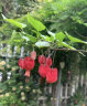 臨雅燈籠花盆栽四季開(kāi)花苗爬藤植物陽(yáng)臺室內外倒掛金鐘花卉樹(shù)苗風(fēng)鈴花 燈籠花50-60cm高3-4株+肥料 曬單實(shí)拍圖