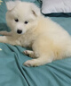 咯咪薩摩耶幼犬純種活體微笑天使熊版薩摩大型犬雪橇犬薩摩耶犬寵物狗 寵物級 曬單實(shí)拍圖