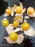 鹿嘜東北姑娘果新鮮應當季水果3斤裝黃菇娘大燈籠果洋菇?jīng)龉禺a(chǎn) 三斤超精選果 曬單實(shí)拍圖