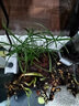 水生植物水竹魚(yú)池水道綠化風(fēng)車(chē)草水草苗水養花卉綠植庭院旱傘草苗 整體高度20-25厘米8顆 不含盆 曬單實(shí)拍圖