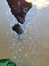 懸浮石魚(yú)缸石頭造景裝飾水族草缸水景真水草莫斯天然浮石魚(yú)缸擺件 套餐B-1大2小(粘好莫斯) 曬單實(shí)拍圖