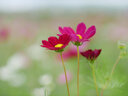 KamLan kamlan 50mm f1.1 微單大光圈人像定焦手動(dòng)相機(jī)鏡頭 m4/3【Ⅱ代】 手動(dòng)對(duì)焦鏡頭 曬單實(shí)拍圖