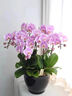 植伴蝴蝶蘭盆栽喬遷開(kāi)業(yè)商務(wù)慶典鮮花速遞同城室內(nèi)植物花卉上海配送花 年年有余--6株蝴蝶蘭盆栽（花盆類似） 曬單實(shí)拍圖