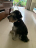 Zee.dog狗狗牽引繩小中大型犬柯基金毛泰迪寵物狗鏈多彩設(shè)計(jì)款遛狗繩子 經(jīng)典款 焦糖海鹽 XS [無螺帽鎖，寬1cm x長(zhǎng)120cm] 曬單實(shí)拍圖