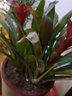 草莊鴻運當頭 鳳梨花 鐵蘭 室內客廳陽(yáng)臺綠植盆栽花卉 大型盆景植物 3課一盆40到50厘米高 不含盆 曬單實(shí)拍圖