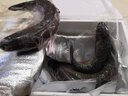 品鮮肴淡水魚生態(tài)草魚草混子青魚漁民自然捕獲整條魚鮮活魚現(xiàn)殺生鮮水產(chǎn) 凈膛后2.4kg/條【6斤活魚現(xiàn)殺】 曬單實(shí)拍圖