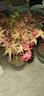 紅楓樹(shù)苗四季紅室內桌面盆景矮霸楓樹(shù)紅舞姬老樁耐寒陽(yáng)臺庭院植物 5年紅楓（原生） 曬單實(shí)拍圖