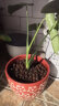 美乐棵 天南星科营养土8L/袋红掌植物园艺种植基质土花土肥料盆栽种植土 实拍图