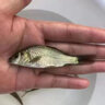 鯽魚苗淡水養(yǎng)殖食用活魚土鯽工程湘云黃金鯽大品種中科三號五號鯽冷水觀賞小魚苗批發(fā) 大鯽魚8-10厘米20條多發(fā)10%防損 曬單實拍圖