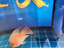 海豚血鸚鵡魚(yú)飼料觀賞魚(yú)金魚(yú)魚(yú)糧蝦紅素增色增艷發(fā)色魚(yú)食發(fā)財(cái)魚(yú)糧觀賞魚(yú) 血鸚鵡1KG中粒/罐 曬單實(shí)拍圖