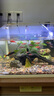 森悠冷水觀(guān)賞魚(yú)長(cháng)鰭長(cháng)尾熒光蝶翼斑馬魚(yú)大號好養練手 紫豹紋蝶翼斑馬3-5cm4條 曬單實(shí)拍圖