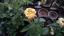 春沭 月季苗 大花香水月季花苗  月季盆栽 月季花苗盆栽苗 黃和平 5年苗 曬單實(shí)拍圖