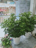 錦楓大型植物鴨腳木盆栽辦公室客廳大型綠植四季常青八方來(lái)財鴨掌木 80-100cm鴨腳木(白方口陶瓷盆） 不含盆 曬單實(shí)拍圖