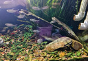 栗多魚(yú)魚(yú)缸換水神器吸魚(yú)糞便吸污清潔洗沙器魚(yú)缸清理?yè)Q水一體電動(dòng)抽水泵 60W透明款+3米水管+過(guò)濾芯+清潔布袋 曬單實(shí)拍圖