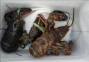 渔传播【活鲜】波士顿龙虾大波龙鲜活500g/只*2只 海鲜虾类源头直发 实拍图