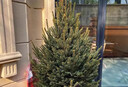 真圣誕樹(shù)真樹(shù)盆栽真正的圣誕樹(shù)香松樹(shù)挪威云杉樹(shù)苗鮮活的室內綠植 1.8-2米高圣誕樹(shù)真樹(shù)+盆+裝飾 【精品樹(shù)形】 曬單實(shí)拍圖