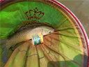 龍王恨魚(yú)餌青龍霸道顆粒釣魚(yú)餌黑坑野釣皮筋顆粒釣餌青草魚(yú)鯉魚(yú)顆粒窩料 龍門(mén)霸道-專(zhuān)攻鯉草【1000克/袋】 曬單實(shí)拍圖