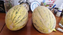臻亦尚正宗黃金哈密瓜金美人當季應季水果孕婦水果 精選大果（單果3斤以上） 四個(gè)裝 曬單實(shí)拍圖