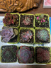中夢(mèng)     肉肉多肉植物盆栽室內小綠植花卉玉露大顆好養 多肉老樁錢(qián)串 9種【按圖】C+9個(gè)彩盆 +營(yíng)養土 含盆 曬單實(shí)拍圖